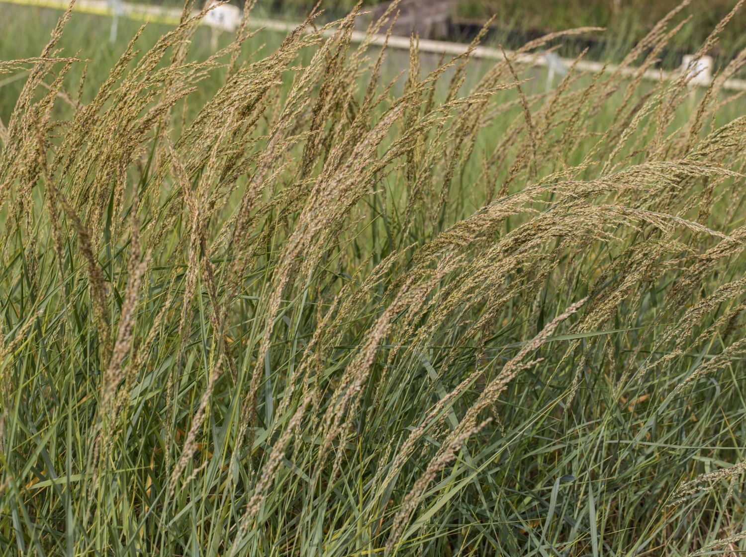 Strandhafer (Ammophila)