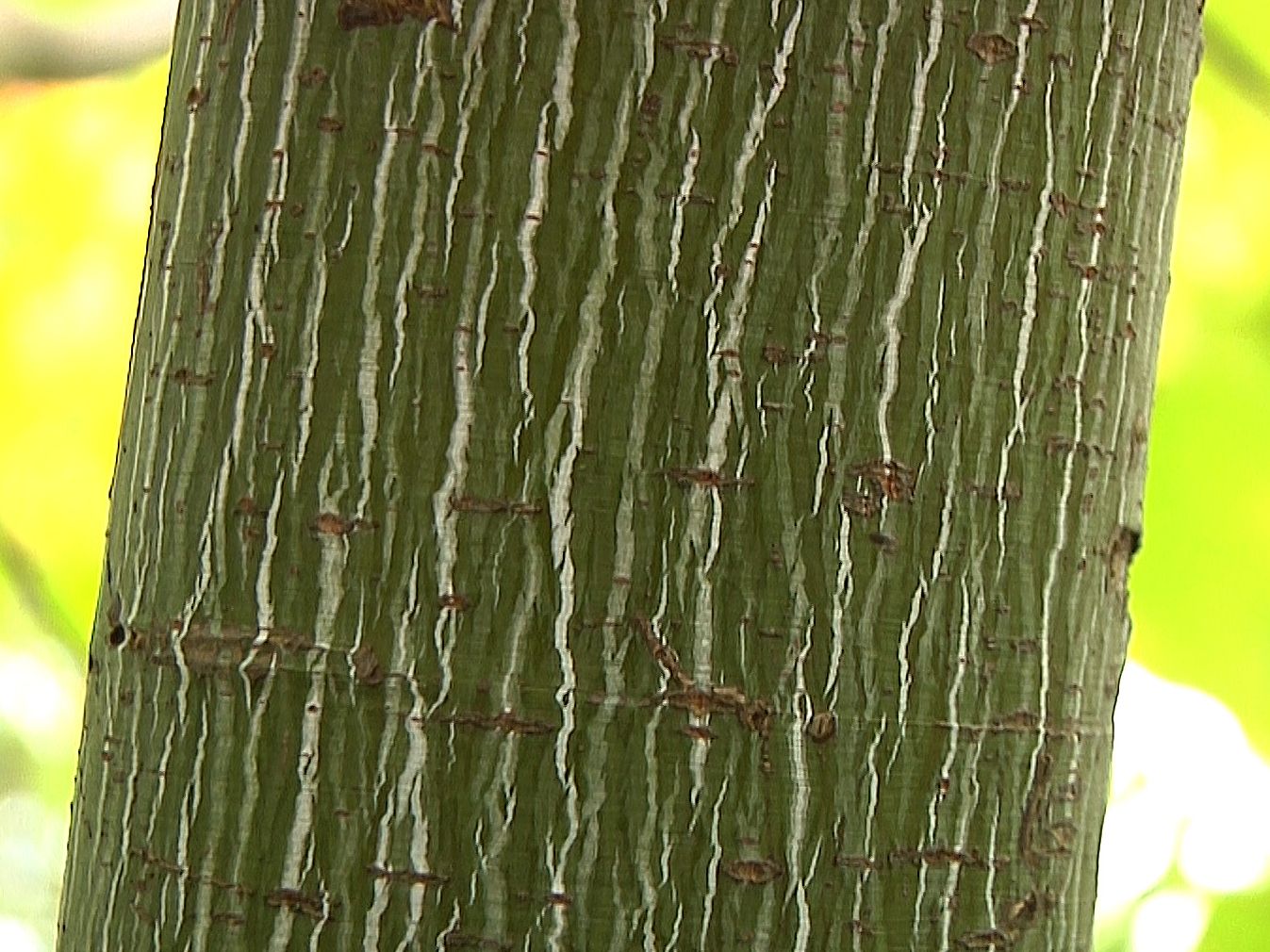 Amerikanischer Streifen-Ahorn