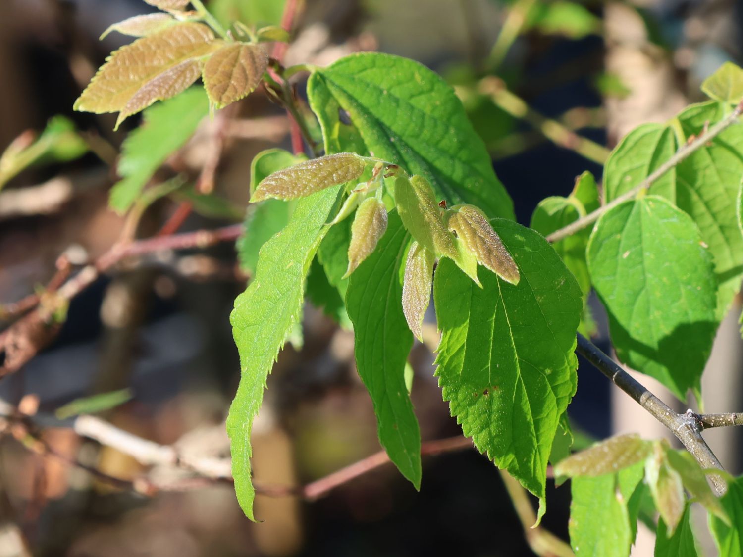 Amerikanischer Zürgelbaum - Celtis occidentalis