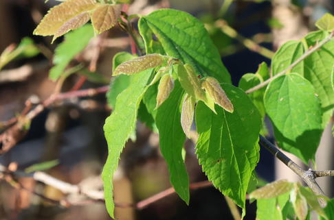 Amerikanischer Zürgelbaum - Celtis occidentalis
