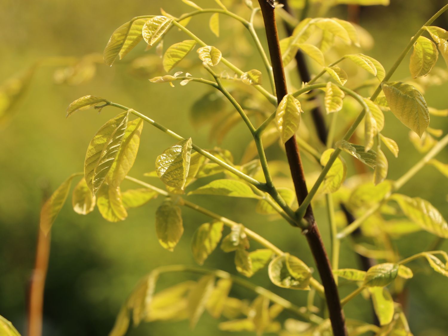 Cladrastis (Cladrastis)