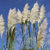 Amerikanisches Pampasgras / Silber-Pampasgras - Cortaderia selloana