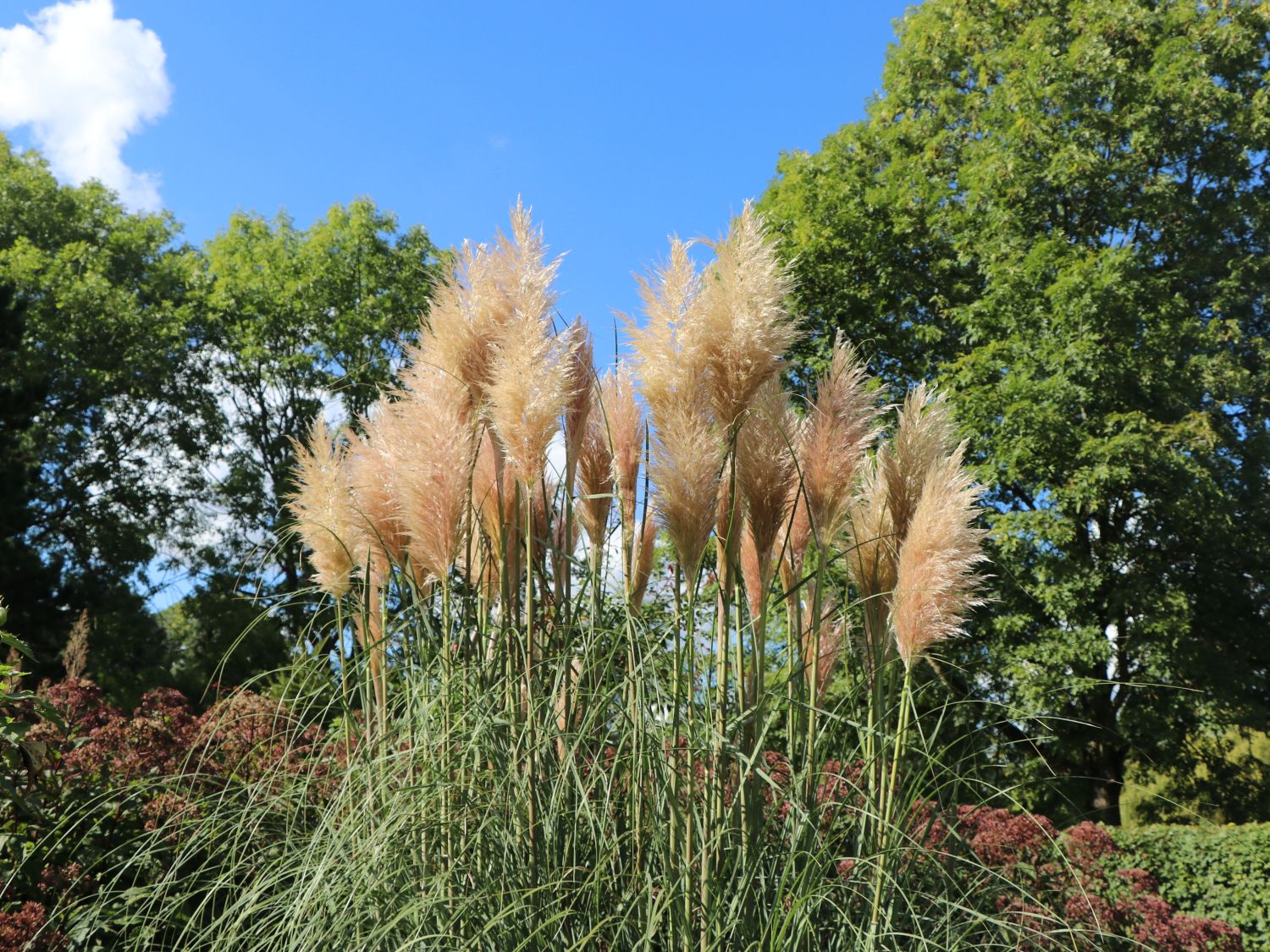 Amerikanisches Pampasgras / SilberPampasgras (Cortaderia selloana)