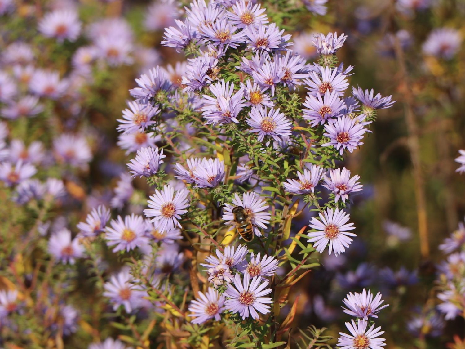 Amethyst-Aster 'Freiburg'