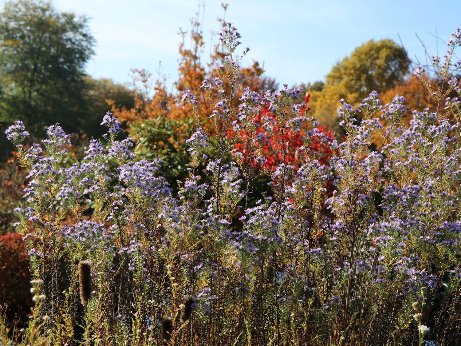 Amethyst-Aster 'Freiburg' - Aster x amethystinus 'Freiburg'