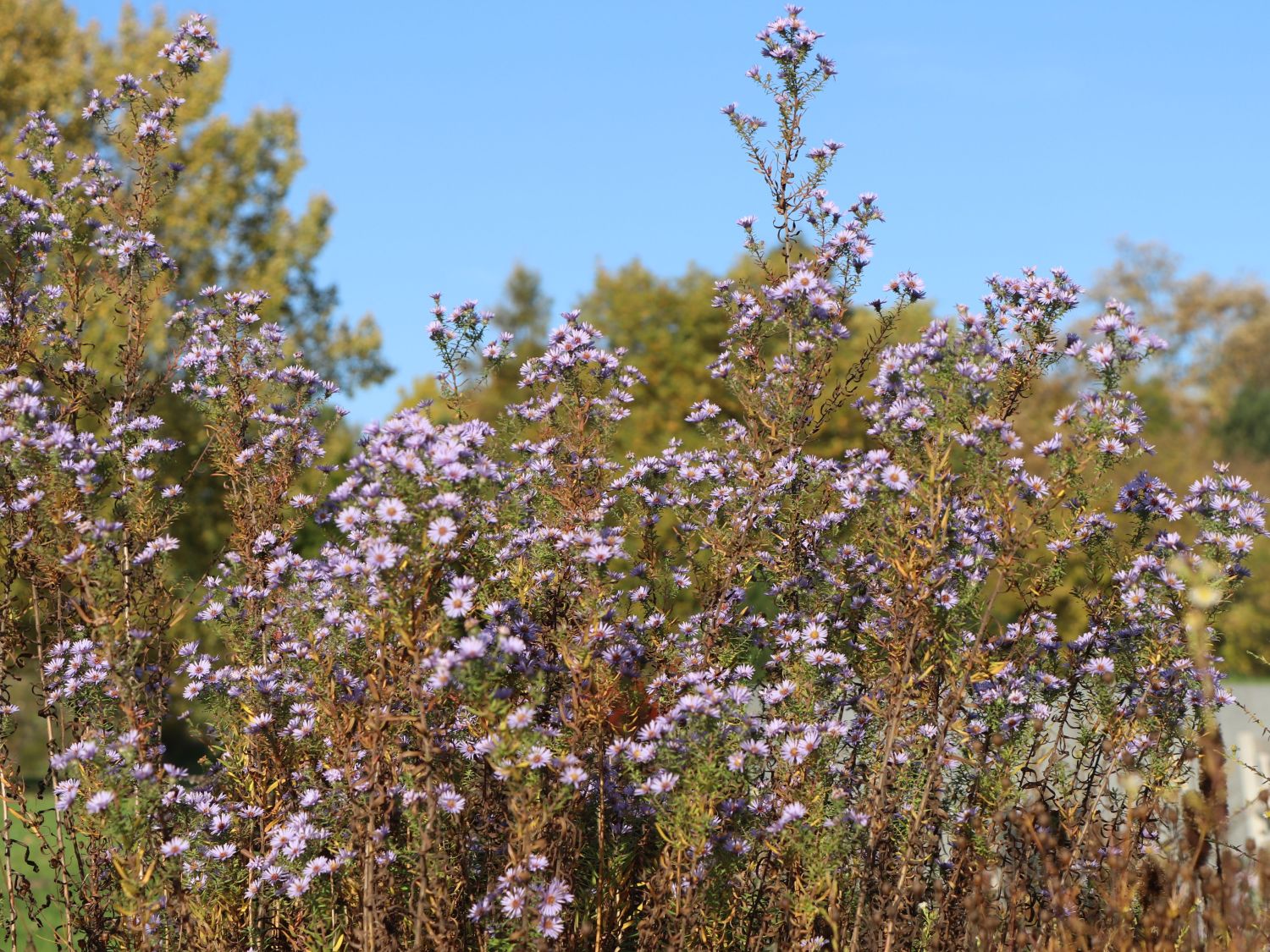 Amethyst-Aster 'Freiburg' - Aster x amethystinus 'Freiburg'