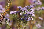 Amethyst-Aster 'Freiburg' - Aster x amethystinus 'Freiburg'