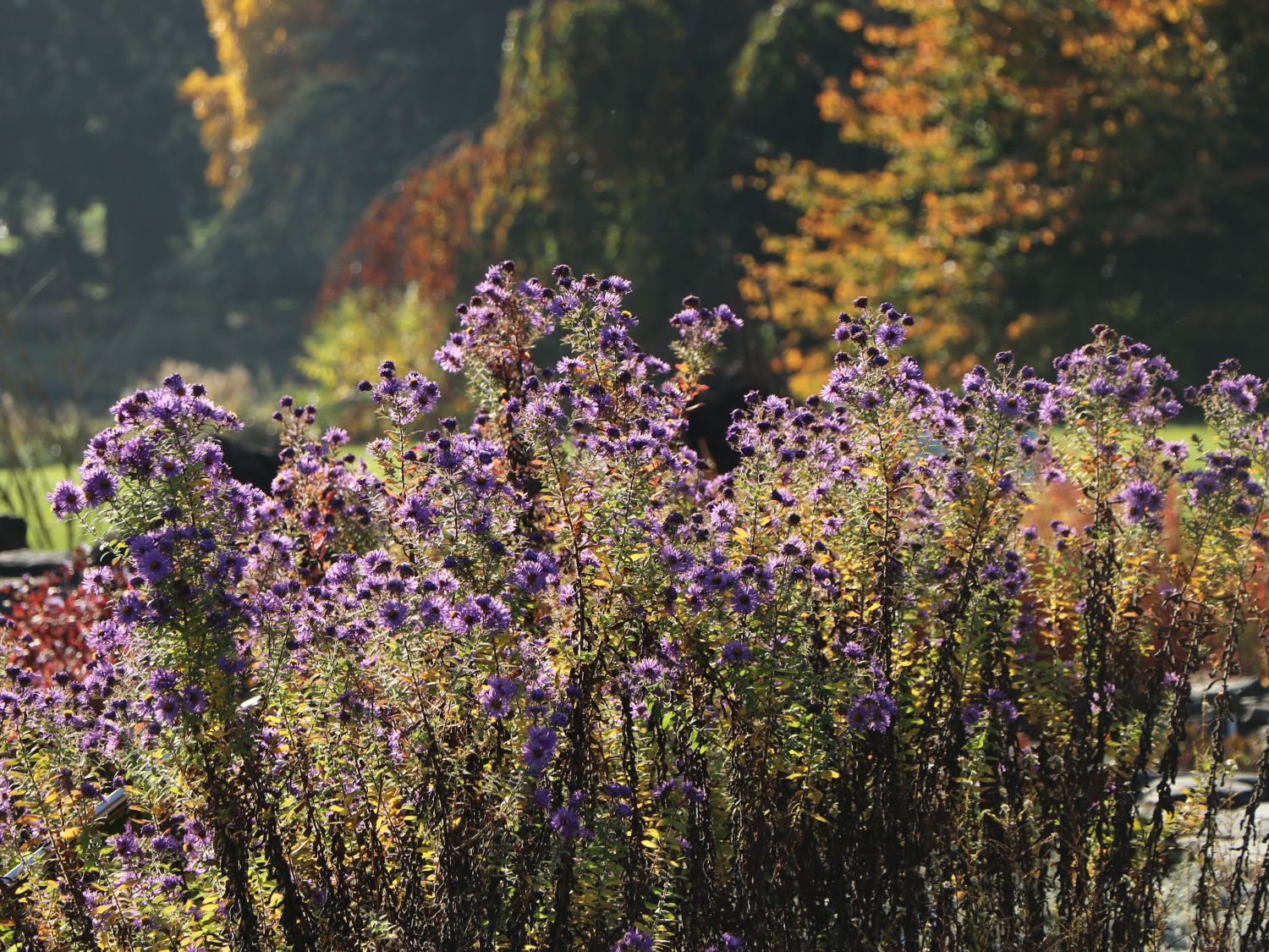 Amethyst-Aster 'Freiburg' - Aster x amethystinus 'Freiburg'