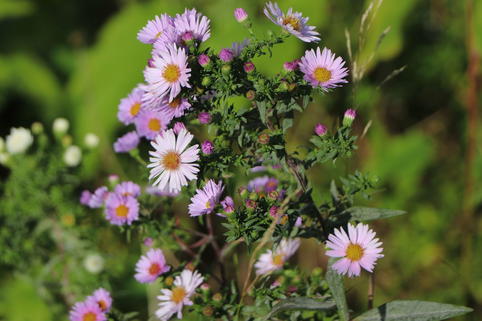 Amethyst-Aster 'Kylie' - Aster x amethystinus 'Kylie'