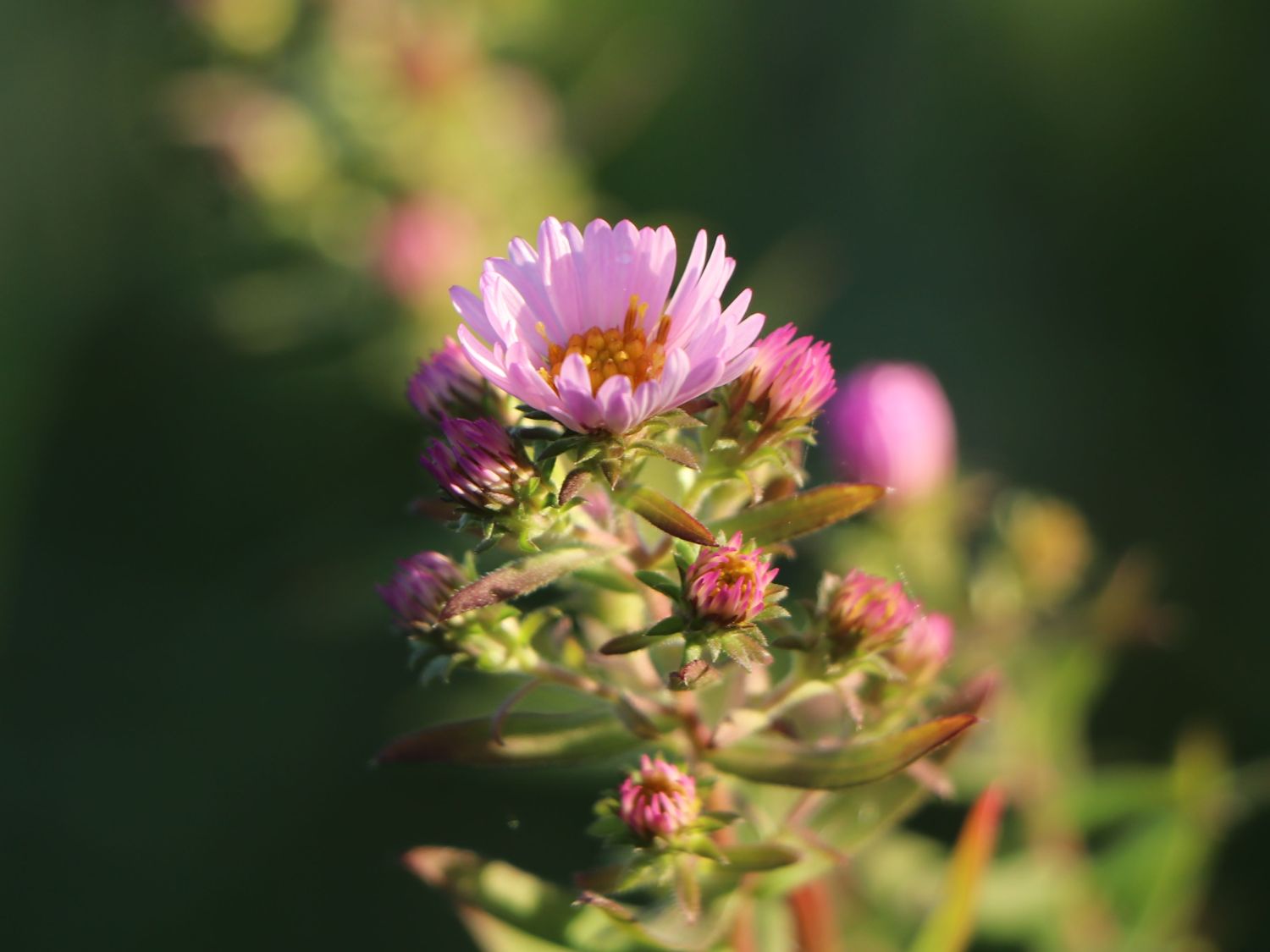 Amethyst-Aster 'Kylie' - Aster x amethystinus 'Kylie'