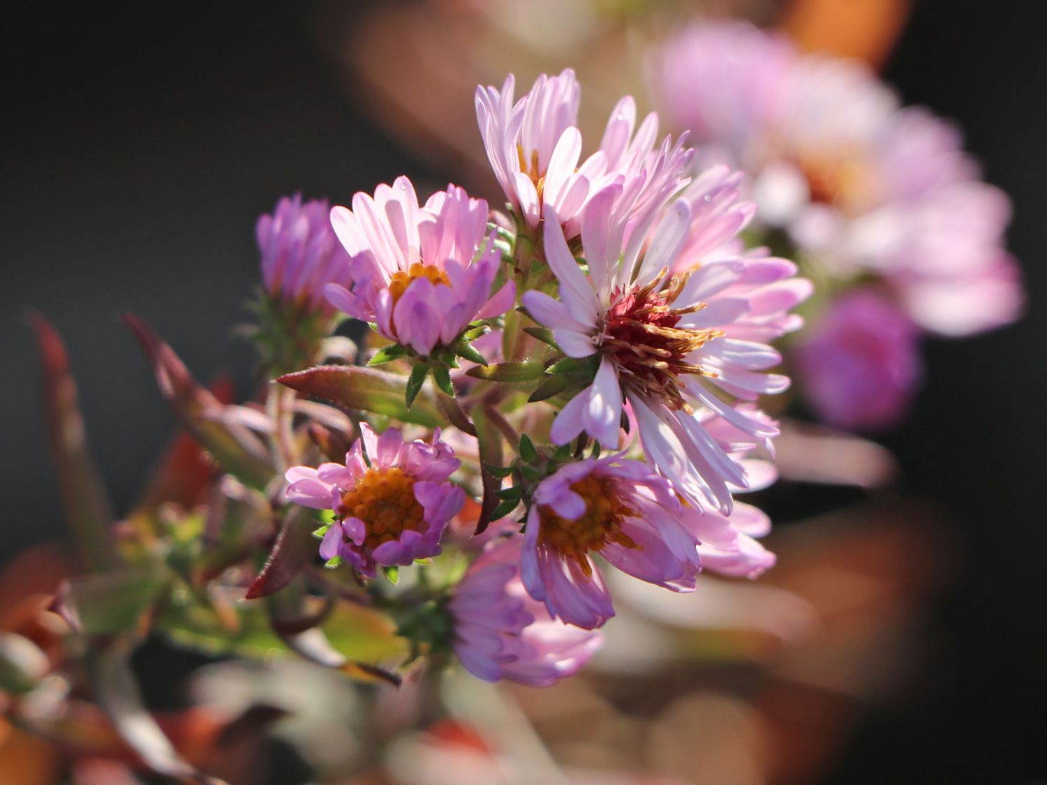 Amethyst-Aster 'Kylie' - Aster x amethystinus 'Kylie'