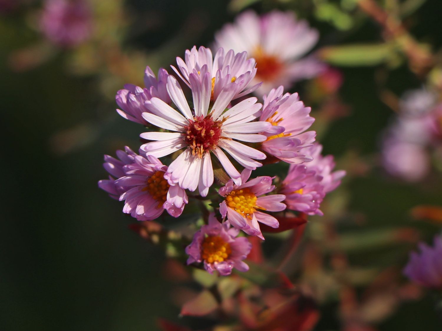 Amethyst-Aster 'Kylie' - Aster x amethystinus 'Kylie'