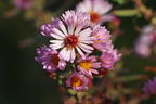 Amethyst-Aster 'Kylie' - Aster x amethystinus 'Kylie'
