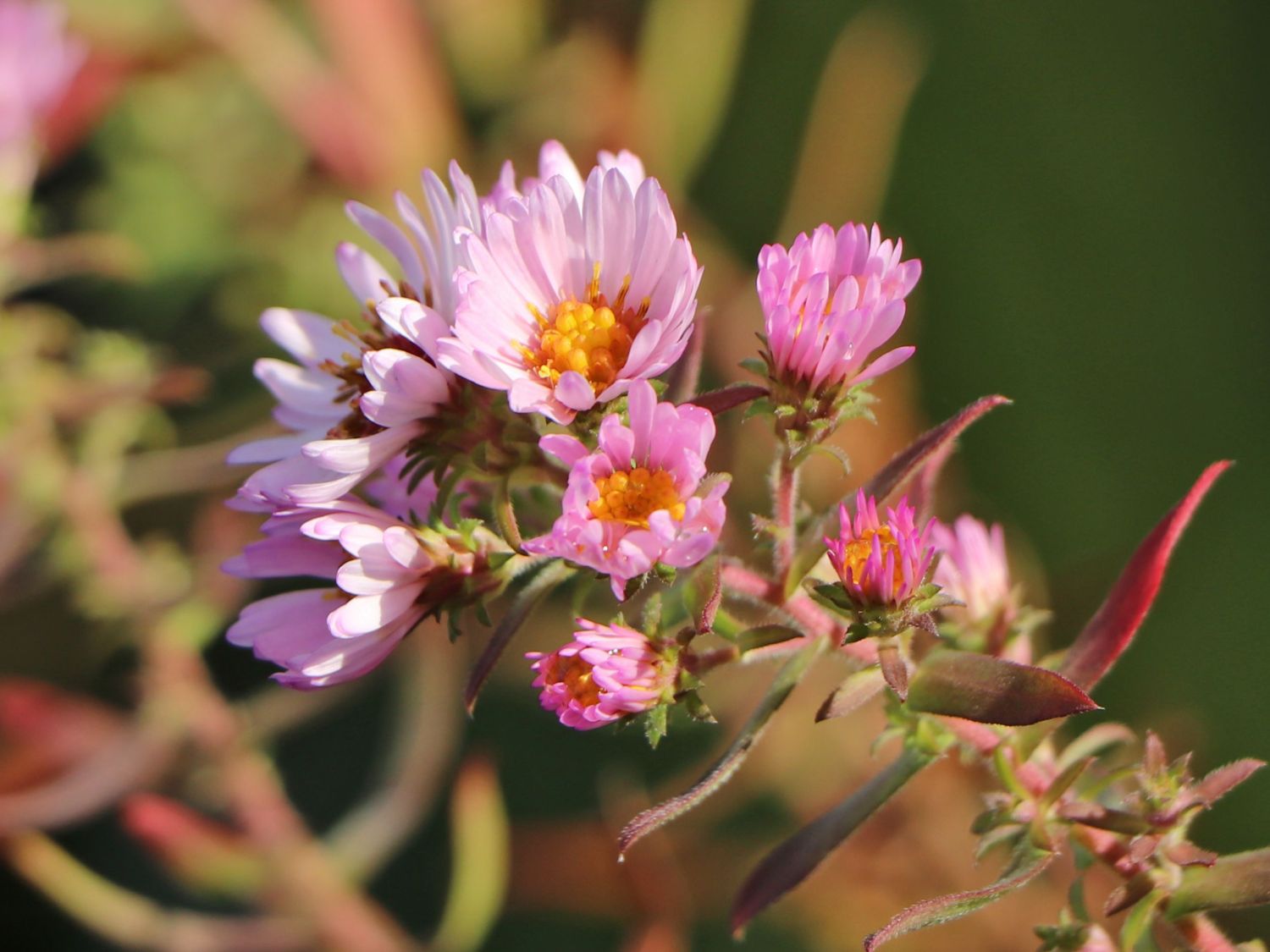 Amethyst-Aster 'Kylie' - Aster x amethystinus 'Kylie'