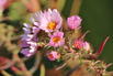 Amethyst-Aster 'Kylie' - Aster x amethystinus 'Kylie'