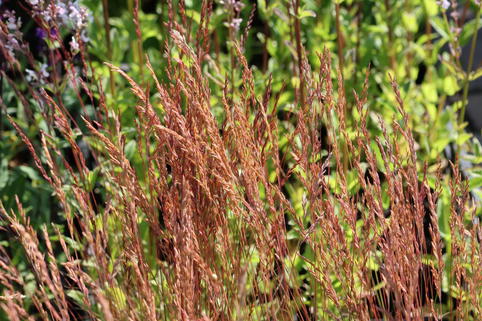 Amethyst-Schwingel 'Walberla' - Festuca amethystina 'Walberla'