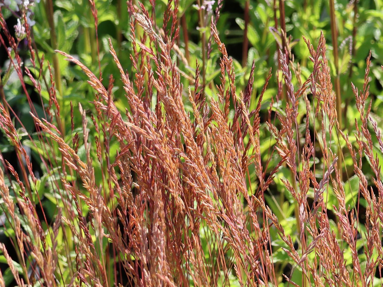 Amethyst-Schwingel 'Walberla' - Festuca amethystina 'Walberla'