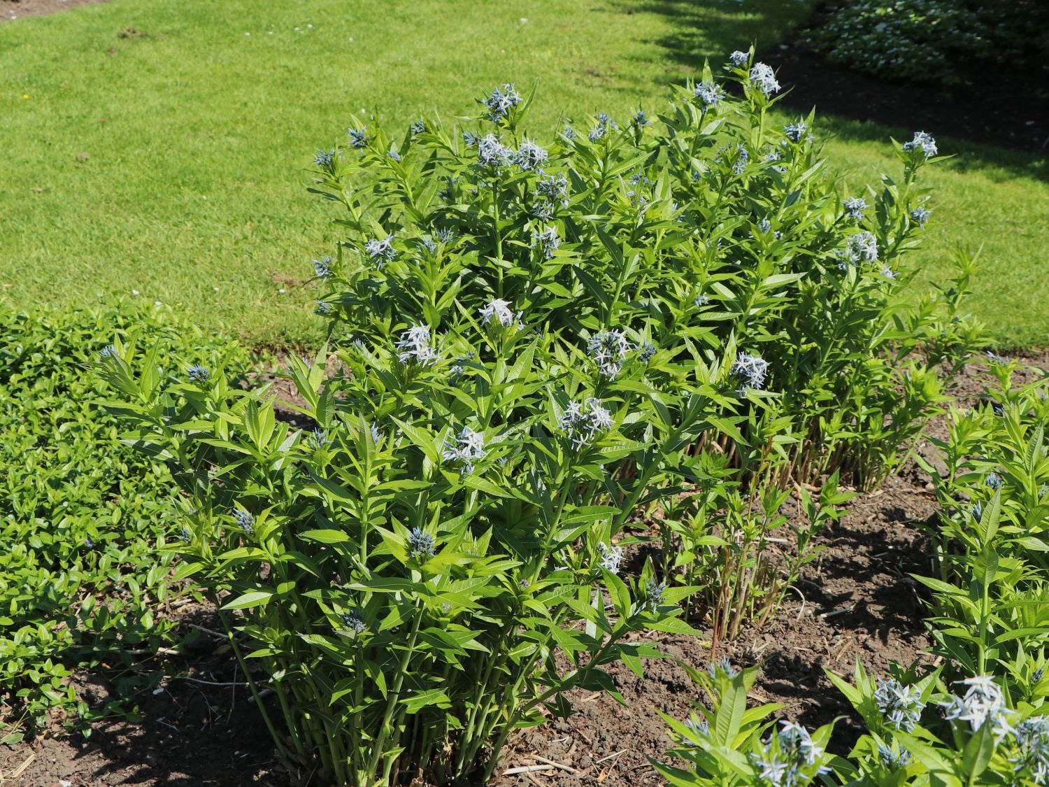 Amsonie / Röhrenstern