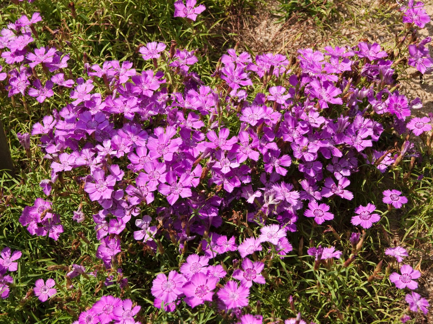 Nelkengewächse (Caryophyllaceae)