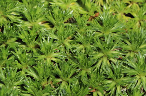 Andenpolster - Azorella trifurcata