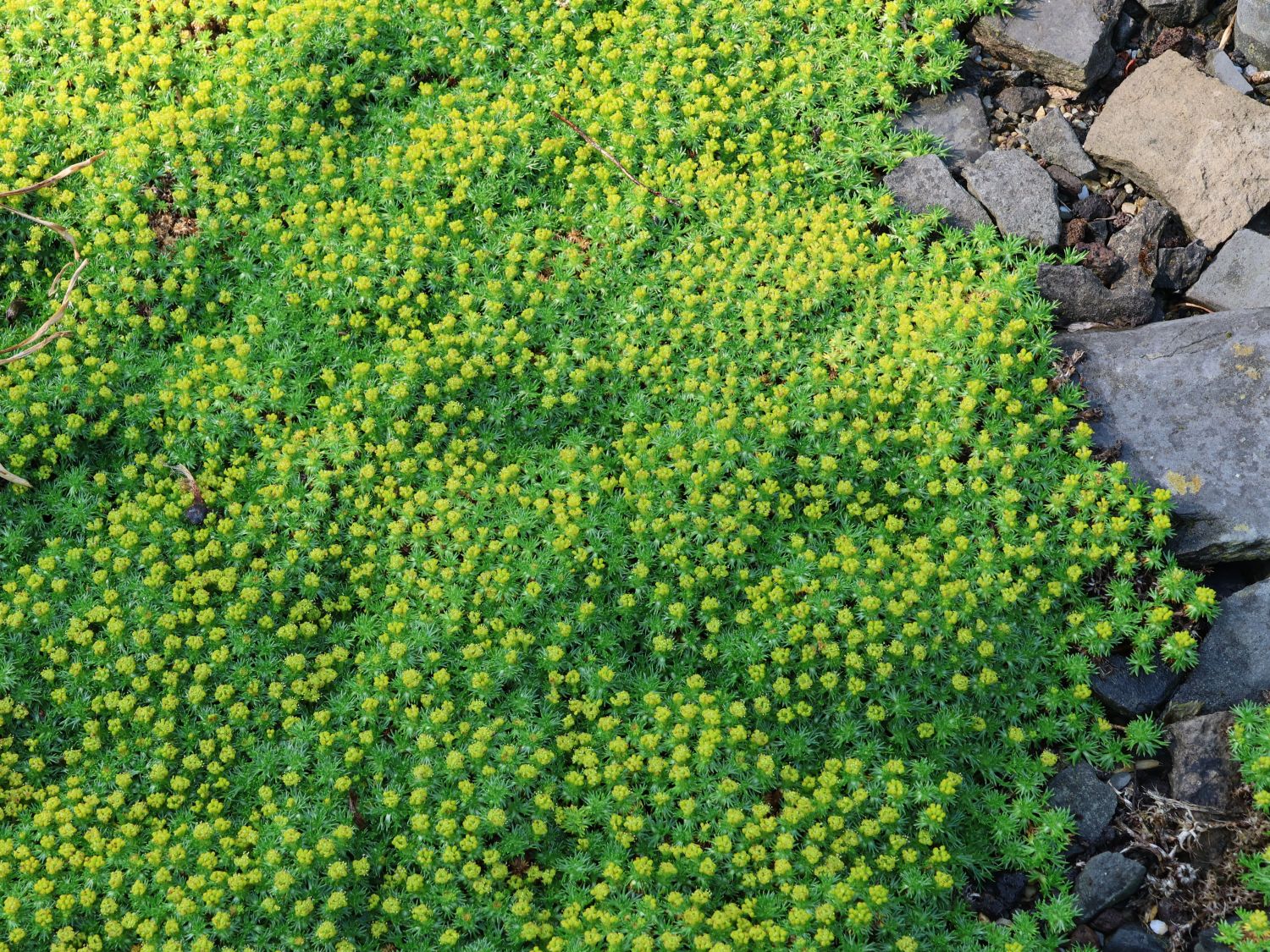 Andenpolster 'Nana' / ehem.'Minor' - Azorella trifurcata 'Nana' / ehem.'Minor'