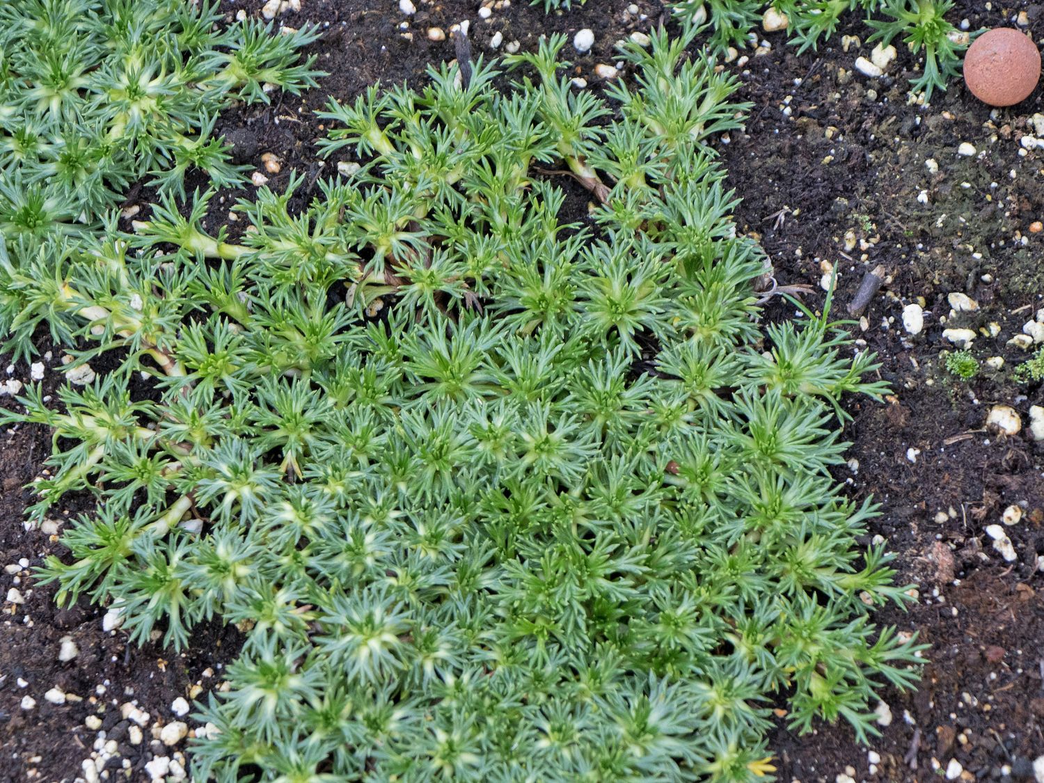 Andenpolster (Azorella)