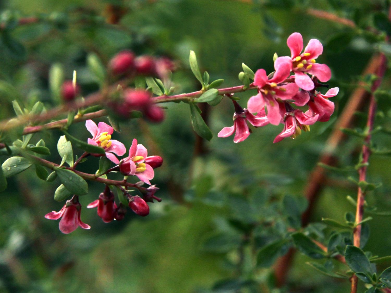 Eskallonienartige (Escalloniales)