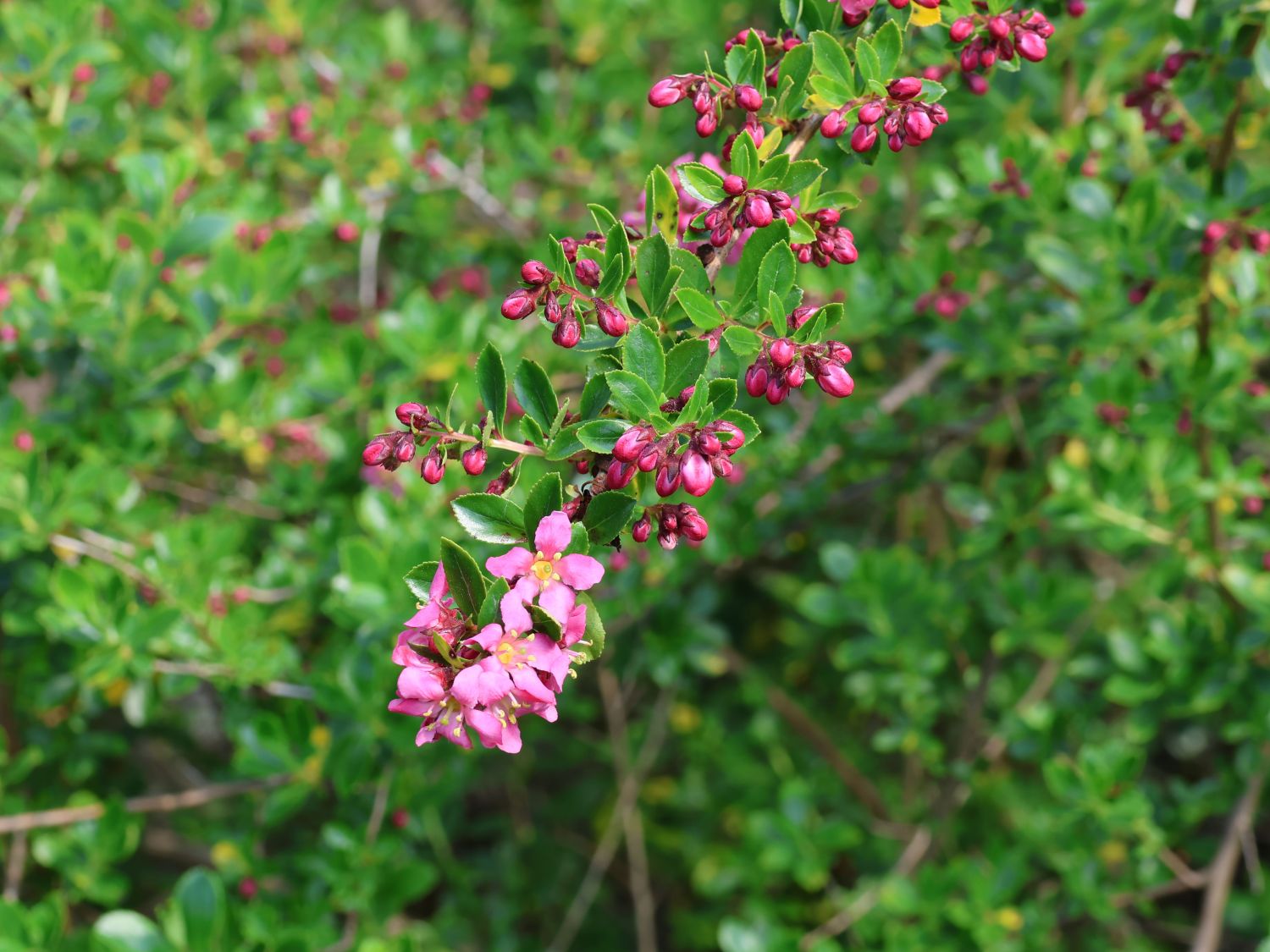 Andenstrauch / Escallonie 'Dart's Rosyred' - Escallonia 'Dart's Rosyred'