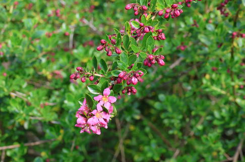 Andenstrauch / Escallonie 'Dart's Rosyred' - Escallonia 'Dart's Rosyred'