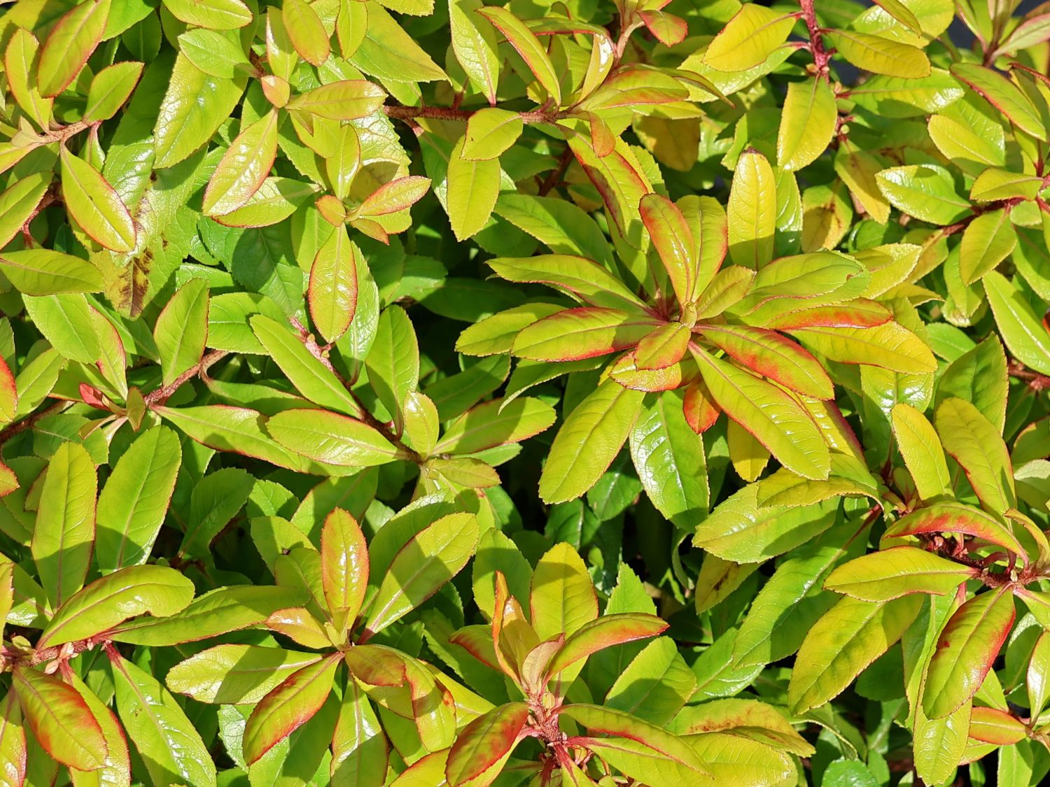 Andenstrauch 'Glowing Embers' - Escallonia 'Glowing Embers'