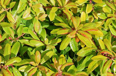 Andenstrauch 'Glowing Embers' - Escallonia 'Glowing Embers'