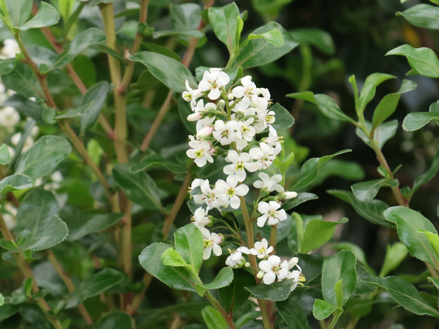 Andenstrauch 'Iveyi' - Escallonia 'Iveyi'