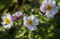 Anemone 'Dreaming Swan'
