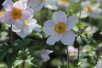 Anemone 'Dreaming Swan' - Anemone x cultorum 'Dreaming Swan'