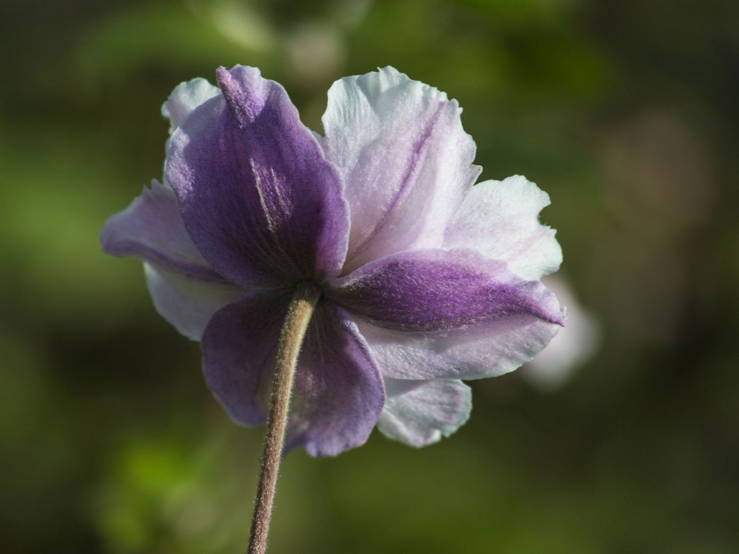 Anemone 'Dreaming Swan' - Anemone x cultorum 'Dreaming Swan'