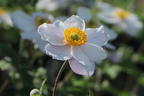 Anemone 'Dreaming Swan' - Anemone x cultorum 'Dreaming Swan'