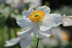 Anemone 'Dreaming Swan' - Anemone x cultorum 'Dreaming Swan'