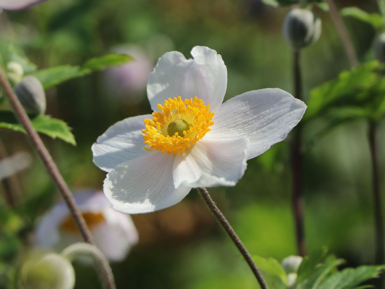 Anemone 'Dreaming Swan' - Anemone x cultorum 'Dreaming Swan'