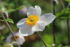 Anemone 'Dreaming Swan' - Anemone x cultorum 'Dreaming Swan'