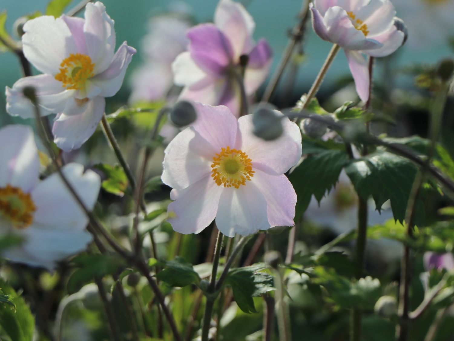 Anemone 'Dreaming Swan' - Anemone x cultorum 'Dreaming Swan'