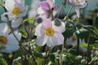 Anemone 'Dreaming Swan' - Anemone x cultorum 'Dreaming Swan'