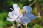 Anemone 'Dreaming Swan' - Anemone x cultorum 'Dreaming Swan'