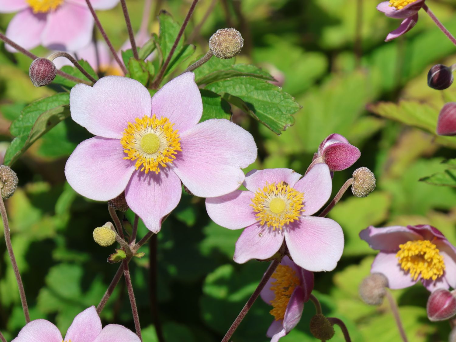 Anemone 'Leather and Lace'