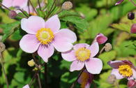 Anemone 'Leather and Lace'