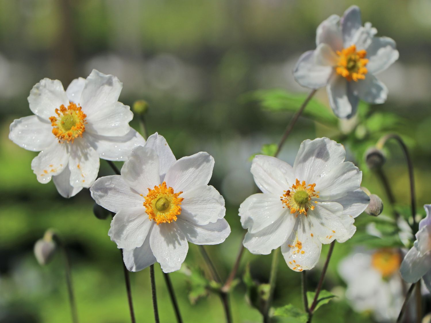 Anemone 'Ruffled Swan'