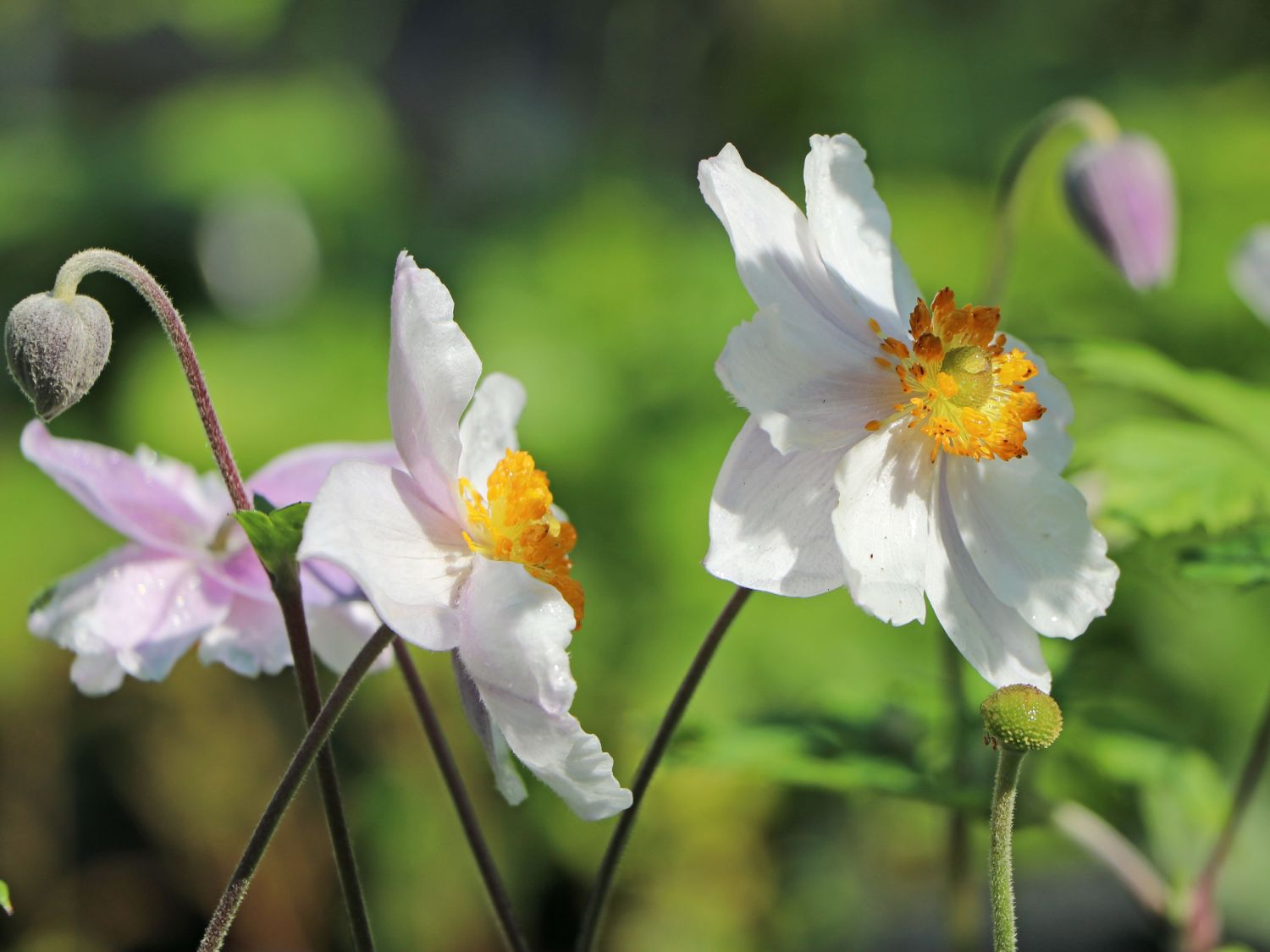 Anemone 'Ruffled Swan' - Anemone x cultorum 'Ruffled Swan'