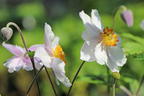 Anemone 'Ruffled Swan' - Anemone x cultorum 'Ruffled Swan'