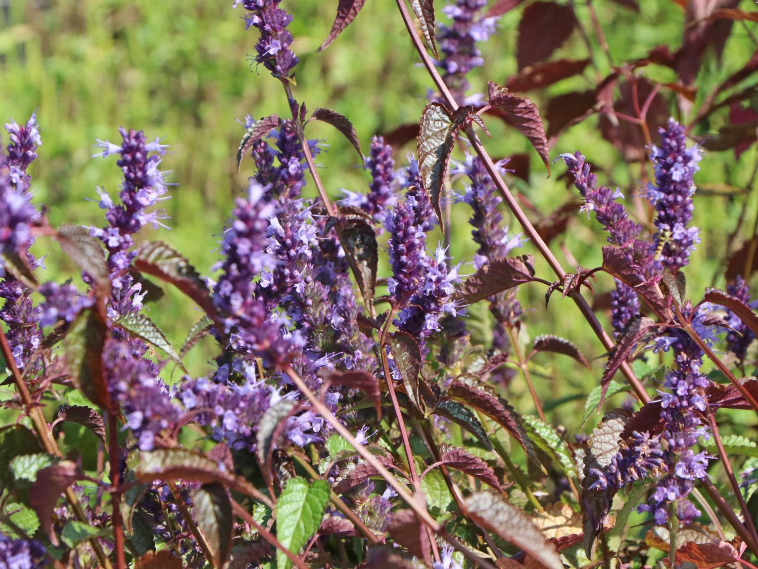 Anis-Duftnessel 'Little Adder' - Agastache rugosa 'Little Adder'