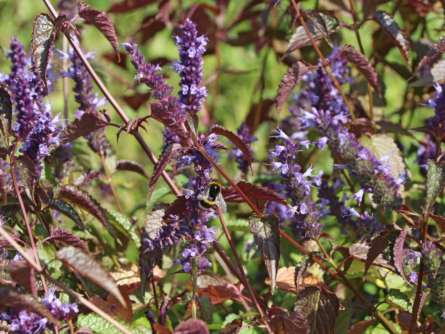 Anis-Duftnessel 'Little Adder' - Agastache rugosa 'Little Adder'