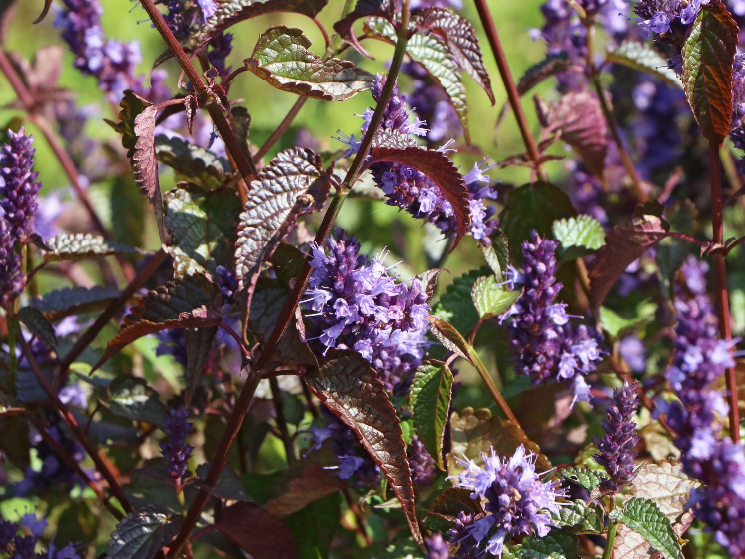 Anis-Duftnessel 'Little Adder' - Agastache rugosa 'Little Adder'
